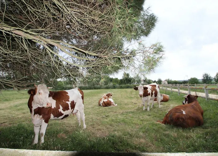 Domaine Du Galon D'or * Arvert